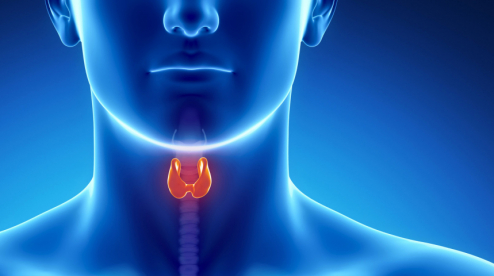 Первоуральский врач — о здоровье щитовидной железы