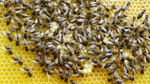 Сотни тысяч пчел не пустил Россельхознадзор