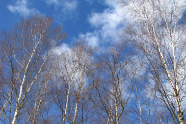 До +13 потеплеет в Первоуральске к концу недели